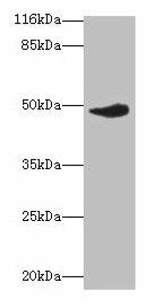 Irf8 Antibody (PACO27665)