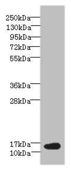 BATF Antibody (PACO35546)