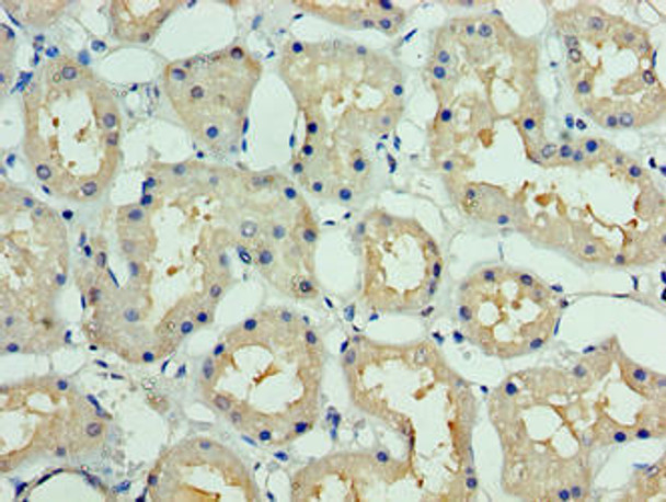 DCUN1D1 Antibody (PACO38722)