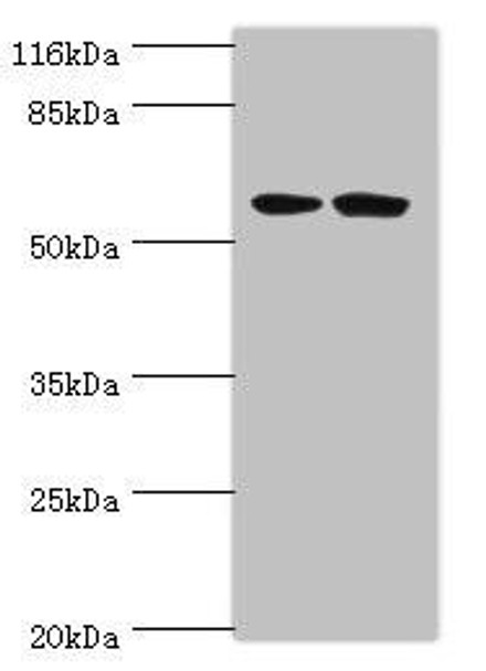 DCAF4 Antibody (PACO40002)