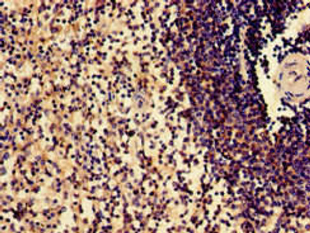 SLAMF1 Antibody (PACO50490)