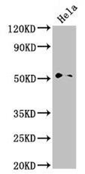 NR0B1 Antibody (PACO51754)