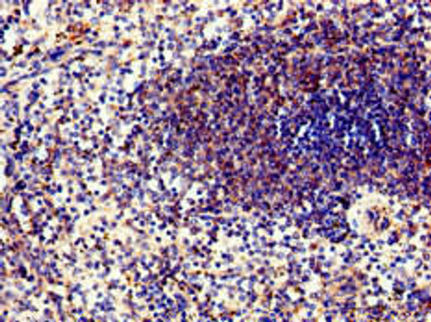 PPP6C Antibody (PACO51850)