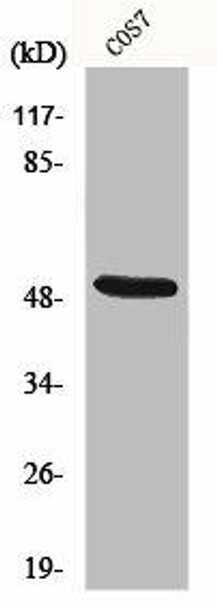 KRT15 Antibody (PACO06411)