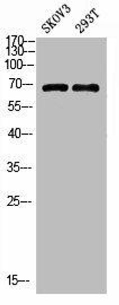 PPP1R15A Antibody (PACO07324)