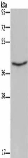 ELAVL3 Antibody (PACO19905)