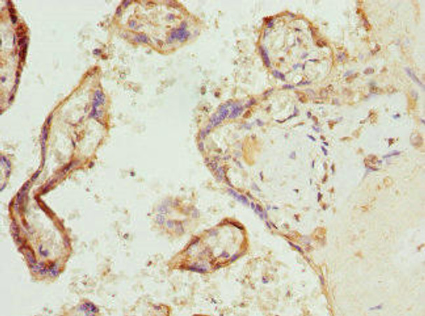 COX10 Antibody (PACO44868)