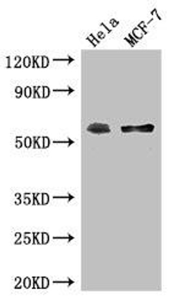 PUF60 Antibody (PACO48766)