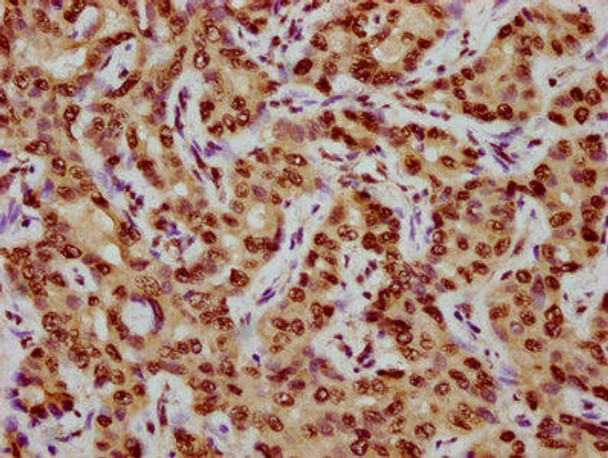 CENPA (Ab-7) Antibody (PACO60632)