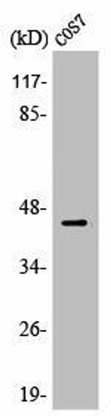 APOBEC3D/APOBEC3F Antibody (PACO00407)