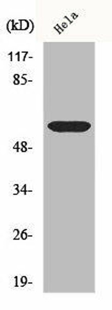 CDC25C Antibody (PACO00567)