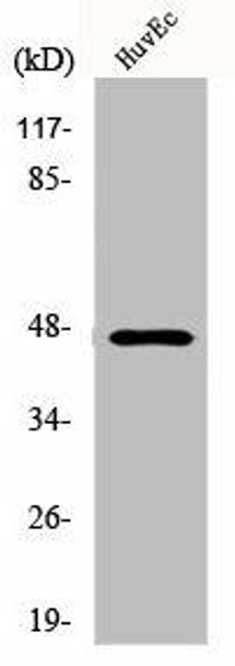 KRT18 Antibody (PACO00679)