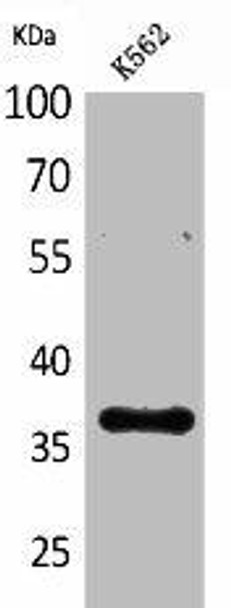 CD207 Antibody (PACO01976)