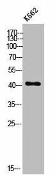 SLC30A8 Antibody (PACO02576)