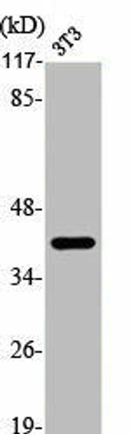 JUN/JUND Antibody (PACO06253)