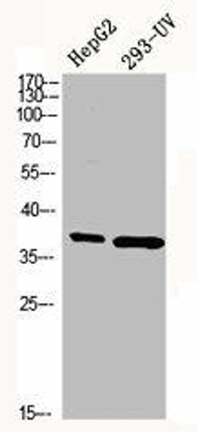 MAPK14 Antibody (PACO07110)