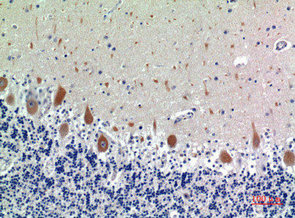 KIR3DL1 Antibody (PACO07227)