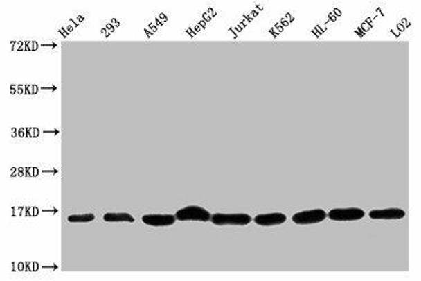 Mono-methyl-HIST1H3A (K36) Antibody (PACO56509)