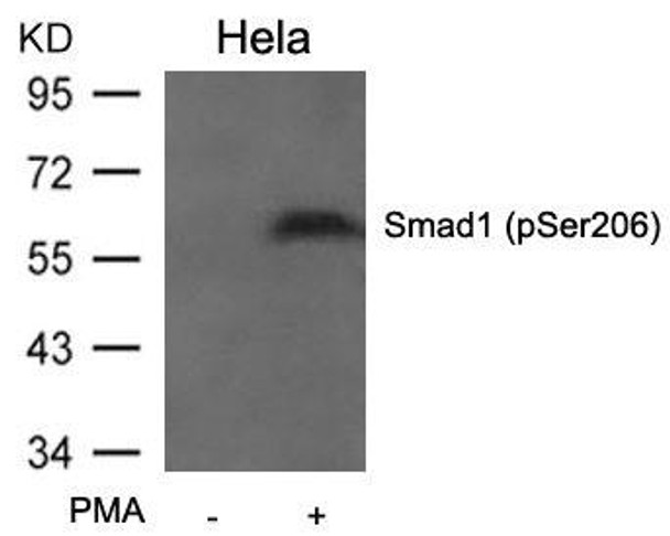 Phospho-SMAD1 (Ser206) Antibody (PACO23914)