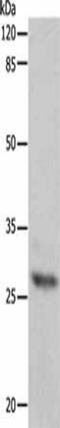 APIP Antibody (PACO13942)
