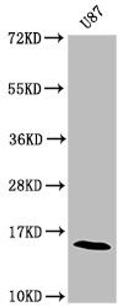 SNCA Antibody (PACO32296)