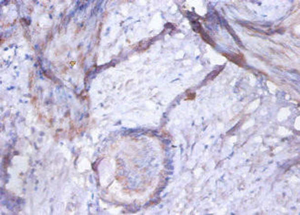 GOLM1 Antibody (PACO32876)