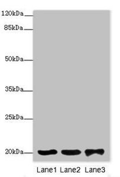 FAIM Antibody (PACO42262)