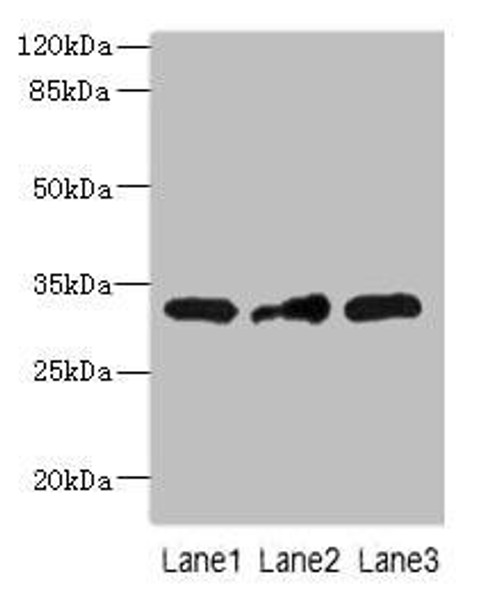 MRPS2 Antibody (PACO42786)