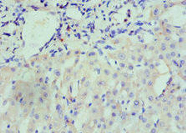 NRP1 Antibody (PACO42897)