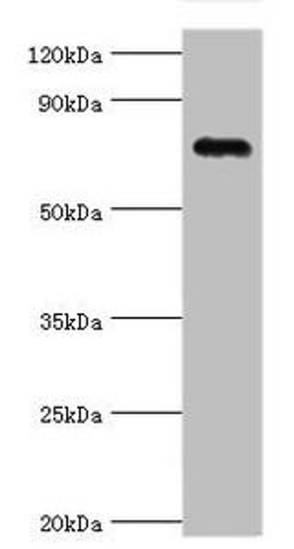 COMP Antibody (PACO43159)