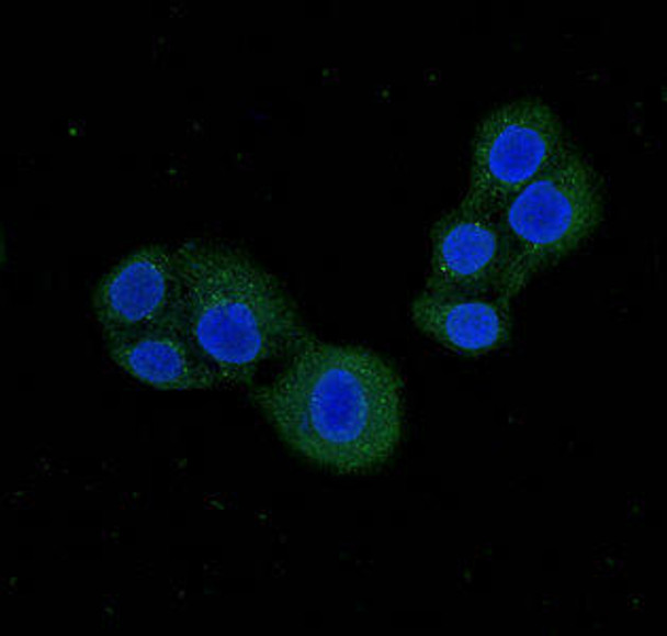 PDE1C Antibody (PACO50598)