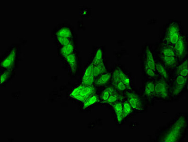 NEUROD1 Antibody (PACO52314)