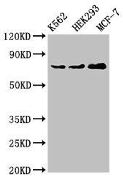 RALBP1 Antibody (PACO52338)