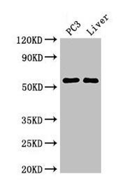 FARSB Antibody (PACO52826)