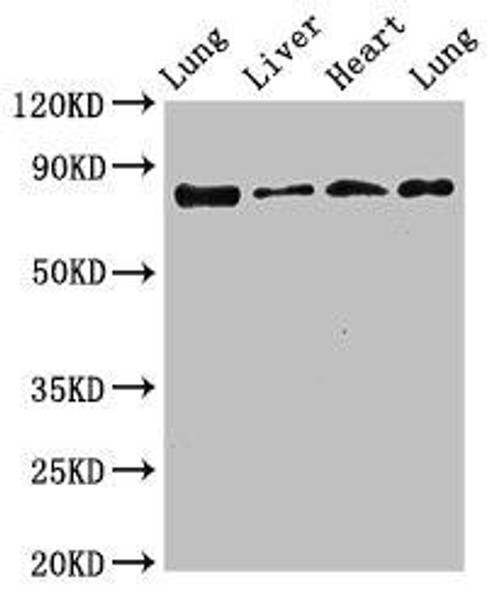 LOXL2 Antibody (PACO52930)