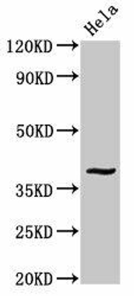 DUSP1 Antibody (PACO54742)