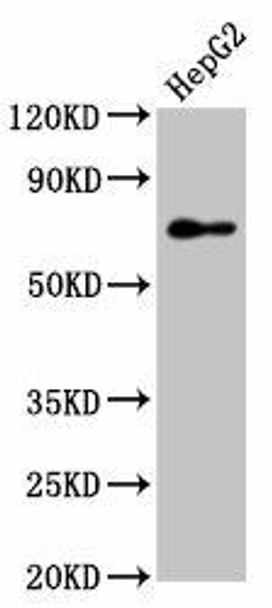 PEX5 Antibody (PACO55726)