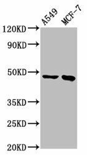 ESRRB Antibody (PACO57752)