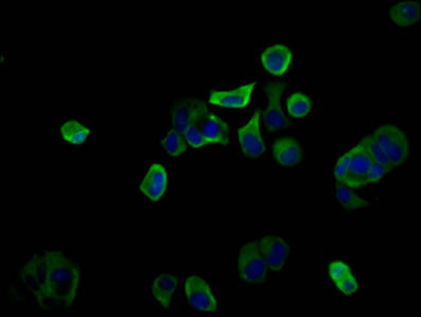 PIGQ Antibody (PACO59477)