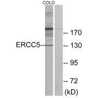ERCC5 Antibody (PACO21763)