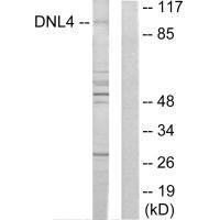 LIG4 Antibody (PACO22061)