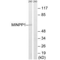 MINPP1 Antibody (PACO22431)