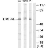 CSTF2 Antibody (PACO23219)