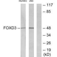 FOXD3 Antibody (PACO23291)