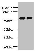 TCTE1 Antibody (PACO36190)