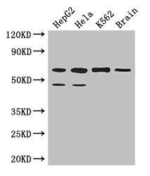 PAF1 Antibody (PACO39102)