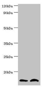 NEDD8 Antibody (PACO43253)