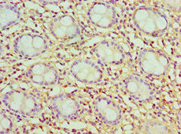 CCK Antibody (PACO43706)