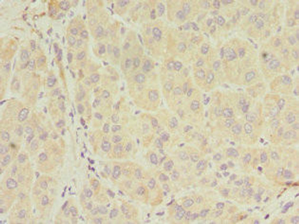 SERPIND1 Antibody (PACO44220)