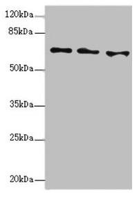 EYA3 Antibody (PACO44635)